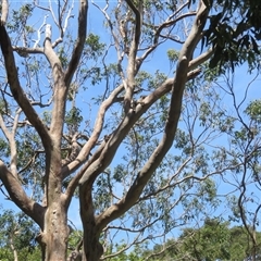 Phascolarctos cinereus at Byron Bay, NSW - 26 Sep 2025 12:00 PM