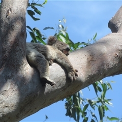 Phascolarctos cinereus at Byron Bay, NSW - 26 Sep 2025 12:00 PM