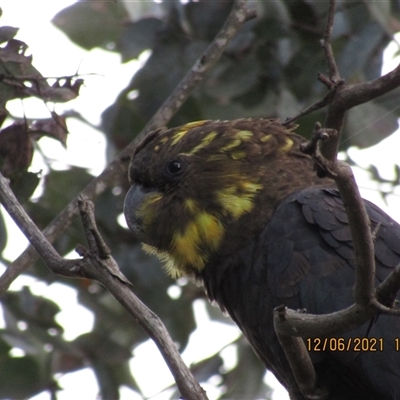 Calyptorhynchus lathami lathami (Glossy Black-Cockatoo) at Marulan, NSW - 12 Jun 2021 by GITM1
