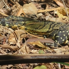 Varanus varius at Byron Bay, NSW - 26 Sep 2025 by Christine