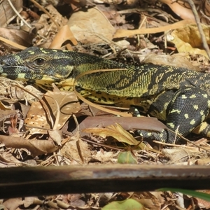 Varanus varius at Byron Bay, NSW - 26 Sep 2025 by Christine