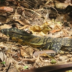 Varanus varius at Byron Bay, NSW - suppressed