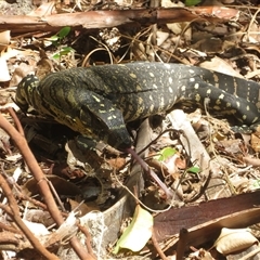 Varanus varius at Byron Bay, NSW - suppressed