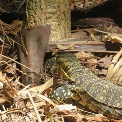 Varanus varius at Byron Bay, NSW - suppressed