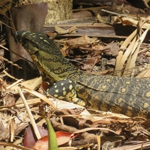 Varanus varius at Byron Bay, NSW - suppressed