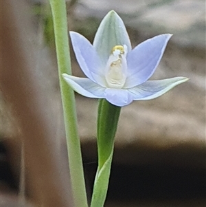 Thelymitra (genus) by Bubbles