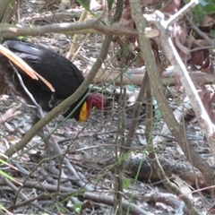 Alectura lathami (Australian Brush-turkey) at Byron Bay, NSW - 26 Sep 2025 by Christine