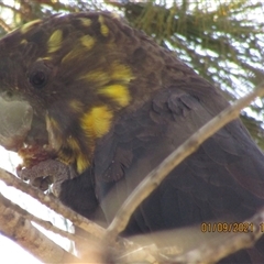 Calyptorhynchus lathami lathami (Glossy Black-Cockatoo) at Marulan, NSW - 1 Sep 2021 by GITM1