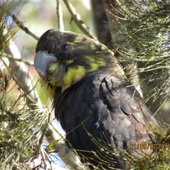 Calyptorhynchus lathami lathami at Marulan, NSW - suppressed
