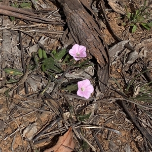 Convolvulus angustissimus subsp. angustissimus (Australian Bindweed) at Watson, ACT - Today by rhyshardy