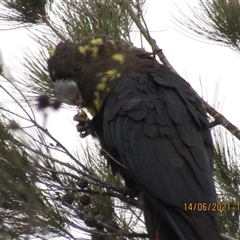 Calyptorhynchus lathami lathami (Glossy Black-Cockatoo) at Marulan, NSW - 14 Jun 2021 by GITM1