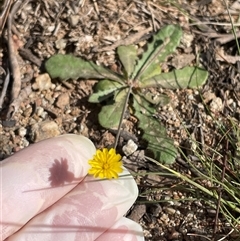 Hypochaeris radicata (Cat's Ear, Flatweed) at Watson, ACT - 5 Oct 2025 by Lisa.Jok