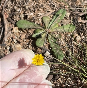 Hypochaeris radicata (Cat's Ear, Flatweed) at Watson, ACT - Yesterday by Lisa.Jok