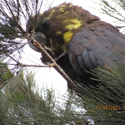 Calyptorhynchus lathami lathami (Glossy Black-Cockatoo) at Marulan, NSW - 17 Jun 2021 by GITM1