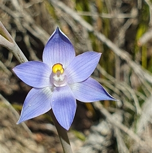 Thelymitra (genus) at Bundanoon, NSW - Today by Bubbles