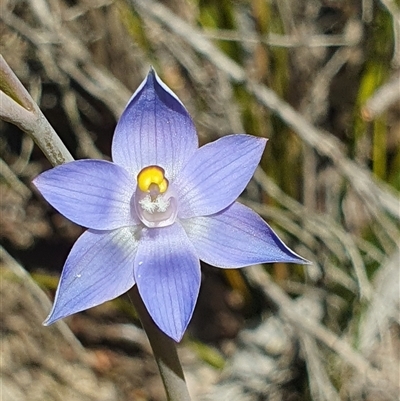 Thelymitra (genus) at Bundanoon, NSW - Yesterday by Bubbles