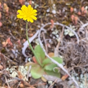 Hypochaeris glabra at Watson, ACT - Today by rhyshardy