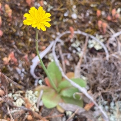 Hypochaeris glabra (Smooth Catsear) at Watson, ACT - 6 Oct 2025 by rhyshardy