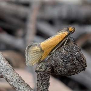 Philobota arabella at Forde, ACT - Today by chriselidie