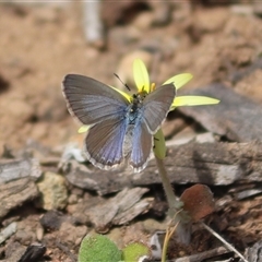 Zizina otis (Common Grass-Blue) at Watson, ACT - 6 Oct 2025 by Lisa.Jok