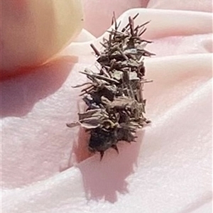 Psychidae (family) IMMATURE at Watson, ACT - 5 Oct 2025 10:38 AM