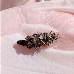 Psychidae (family) IMMATURE at Watson, ACT - 5 Oct 2025 10:38 AM