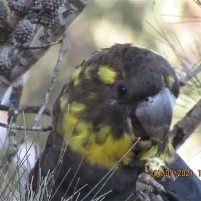 Calyptorhynchus lathami lathami (Glossy Black-Cockatoo) at Marulan, NSW - 1 Sep 2021 by GITM1