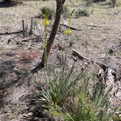 Bulbine glauca (Rock Lily) at Watson, ACT - 5 Oct 2025 by Lisa.Jok