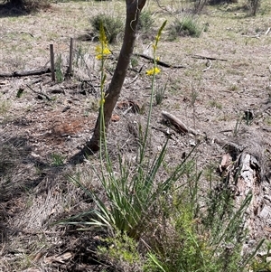Bulbine glauca (Rock Lily) at Watson, ACT - 5 Oct 2025 by Lisa.Jok