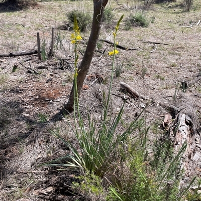 Bulbine glauca (Rock Lily) at Watson, ACT - 5 Oct 2025 by Lisa.Jok