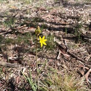 Bulbine bulbosa (Golden Lily, Bulbine Lily) at Watson, ACT - 5 Oct 2025 by Lisa.Jok