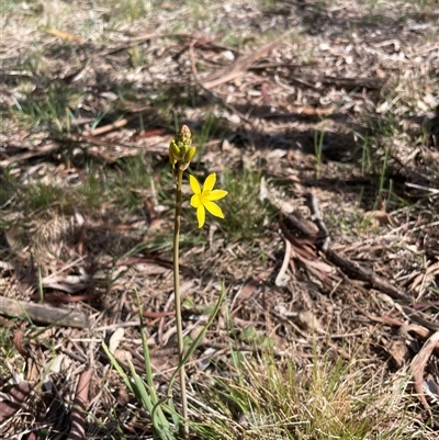 Bulbine bulbosa (Golden Lily, Bulbine Lily) at Watson, ACT - 5 Oct 2025 by Lisa.Jok