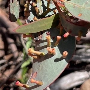 Monophlebulus sp. (genus) at Watson, ACT - Yesterday by Lisa.Jok
