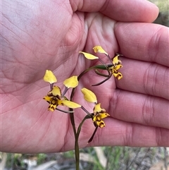 Diuris pardina (Leopard Doubletail) at Watson, ACT - 5 Oct 2025 by Lisa.Jok