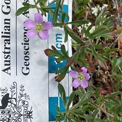 Geranium retrorsum (Grassland Cranesbill) at Kenny, ACT - 6 Oct 2025 by Lisa.Jok