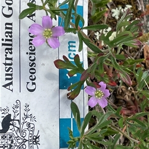 Geranium retrorsum (Grassland Cranesbill) at Kenny, ACT - Yesterday by Lisa.Jok