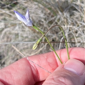 Wahlenbergia luteola (Yellowish Bluebell) at Watson, ACT - Yesterday by Lisa.Jok
