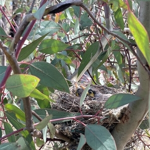 Unverified at suppressed - suppressed