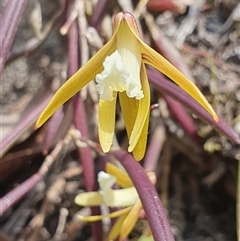 Dockrillia striolata (Streaked Rock Orchid) by Bubbles