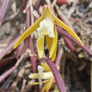 Dockrillia striolata (Streaked Rock Orchid) by Bubbles