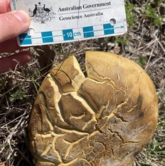 zz bolete at Watson, ACT - 6 Oct 2025 10:04 AM