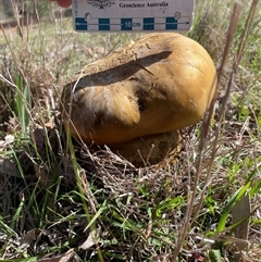 zz bolete at Watson, ACT - 6 Oct 2025 10:04 AM