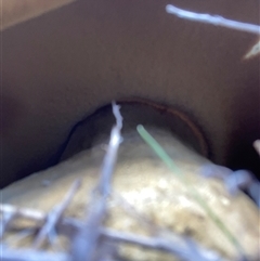 zz bolete at Watson, ACT - 6 Oct 2025 10:04 AM