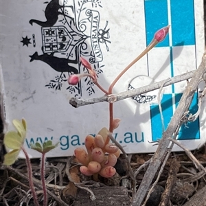 Calandrinia eremaea (Small Purslane) at Kenny, ACT - Yesterday by Lisa.Jok