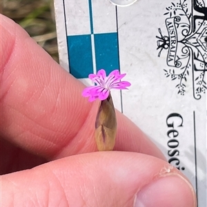 Petrorhagia nanteuilii (Proliferous Pink, Childling Pink) at Watson, ACT - Yesterday by Lisa.Jok