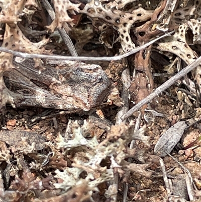 Agrotis munda (Brown Cutworm) at Watson, ACT - 6 Oct 2025 by Lisa.Jok