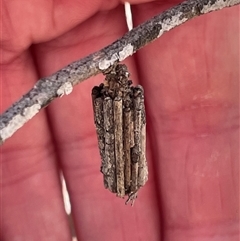 Clania lewinii & similar Casemoths (Parallel stick Case Moths) at Hackett, ACT - 23 Sep 2025 by Lisa.Jok