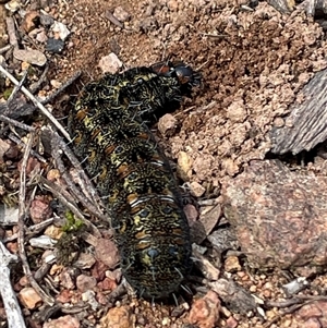 Apina callisto (Pasture Day Moth) at Ainslie, ACT - 23 Sep 2025 by Lisa.Jok