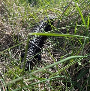 Tiliqua rugosa by Lisa.Jok