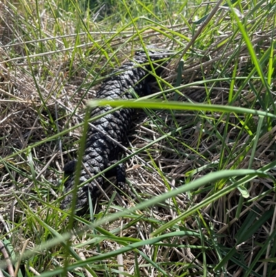 Tiliqua rugosa aspera (Eastern Shingleback) at Ainslie, ACT - 23 Sep 2025 by Lisa.Jok